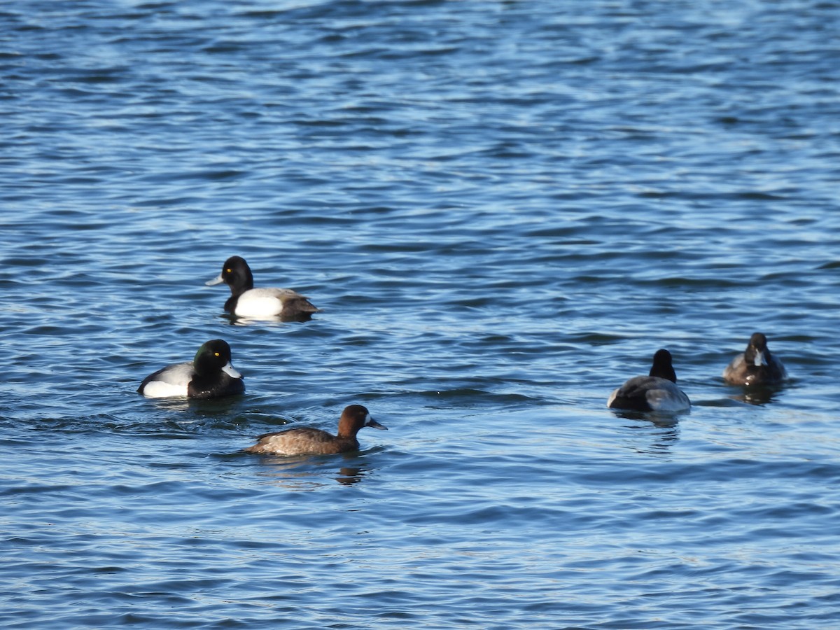 Greater Scaup - ML533740241