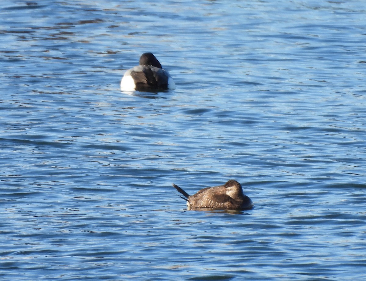 Ruddy Duck - ML533740411