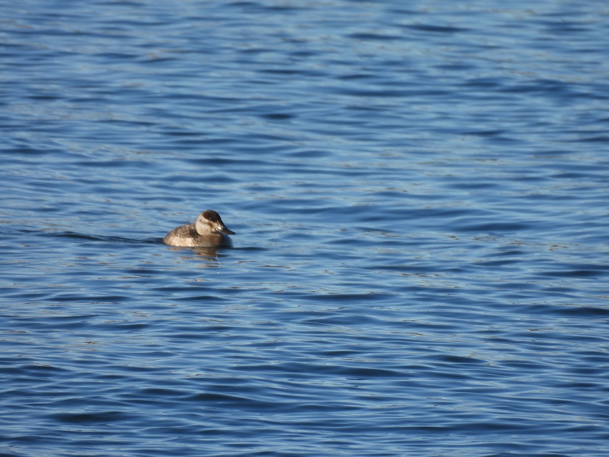 Ruddy Duck - ML533740431