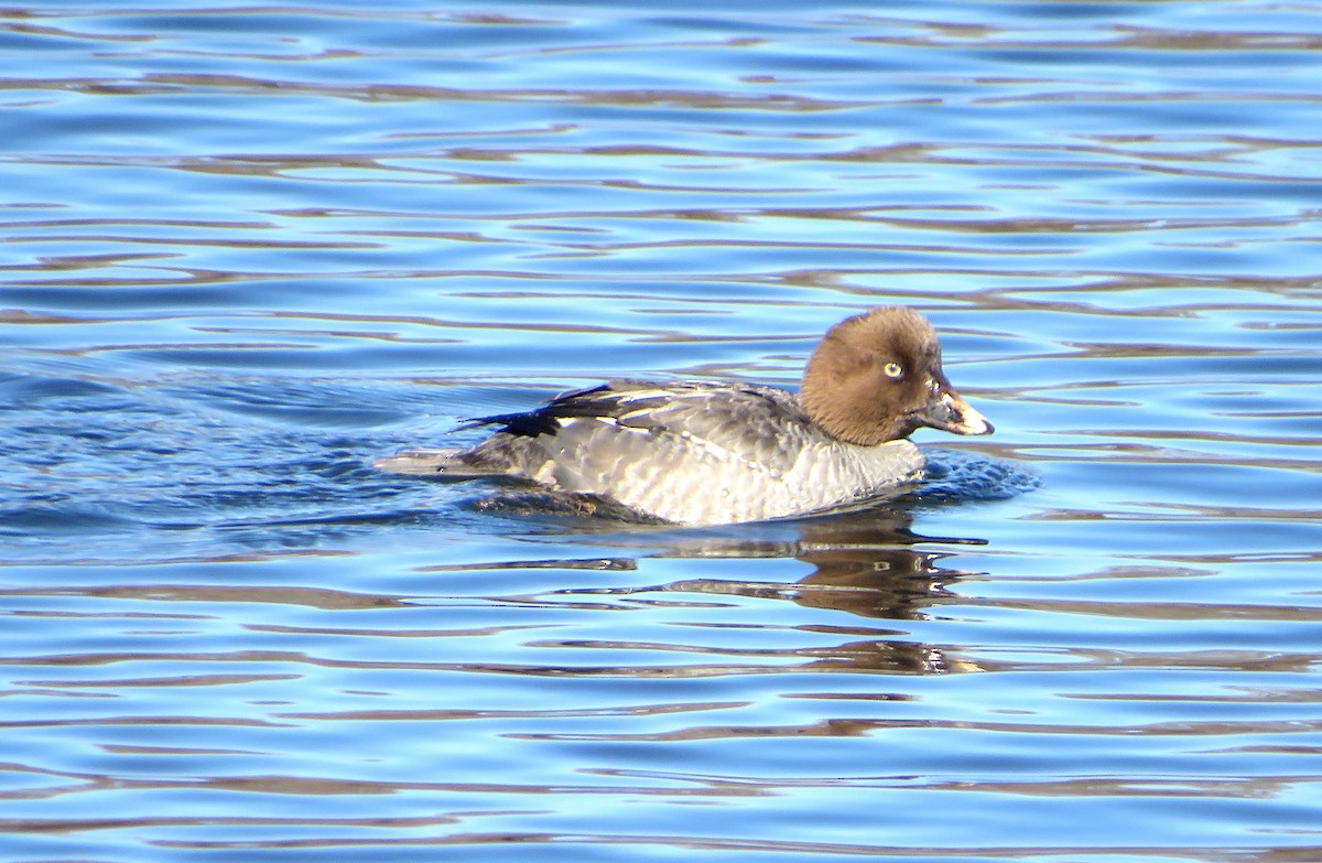 Common Goldeneye - ML533740541