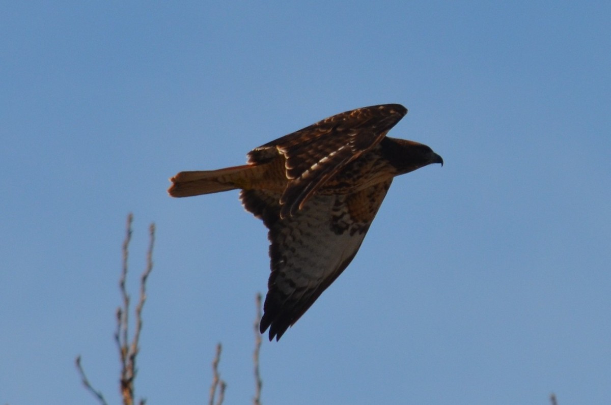 Red-tailed Hawk - Lary Brown