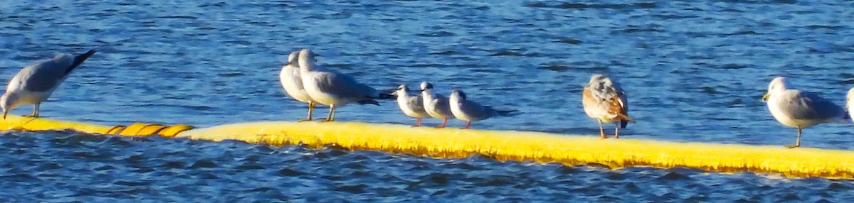 Forster's Tern - ML533741401