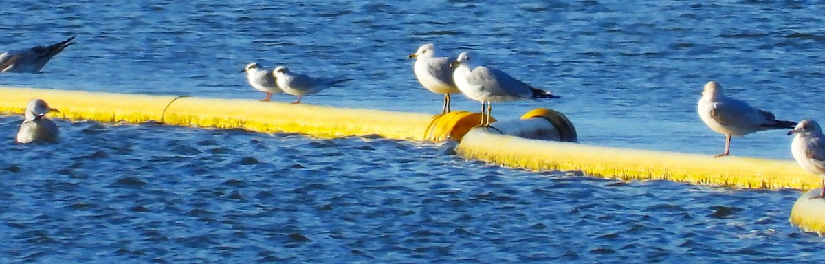 Forster's Tern - ML533741421