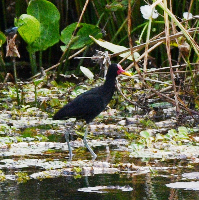 Wattled Jacana - ML533741521