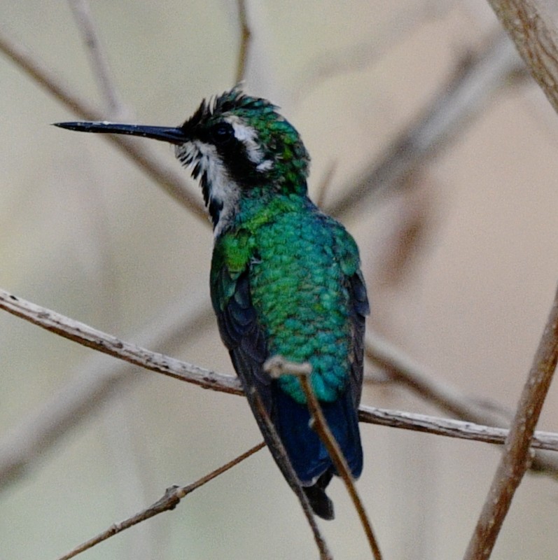 Red-billed Emerald - ML533741651