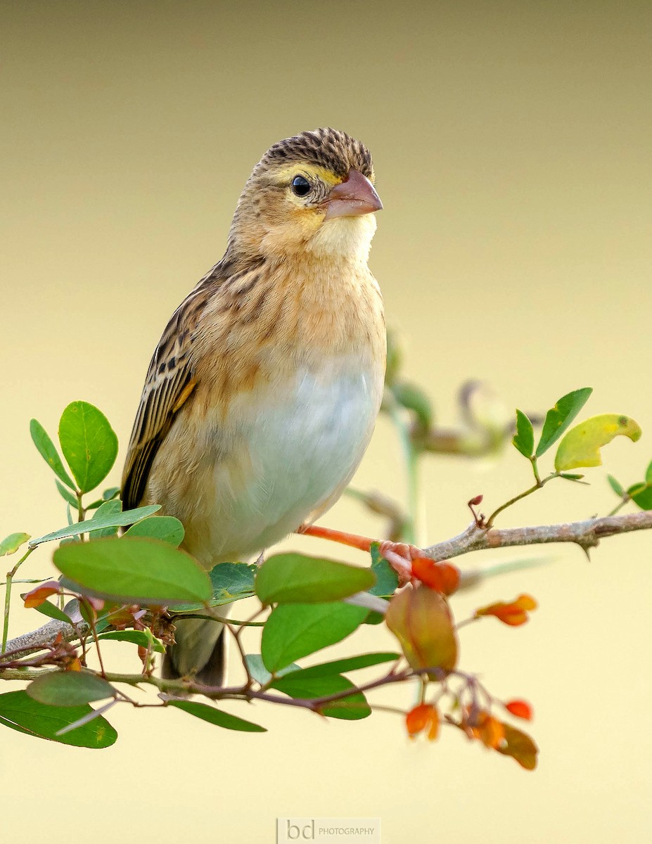 Northern Red Bishop - ML533742371