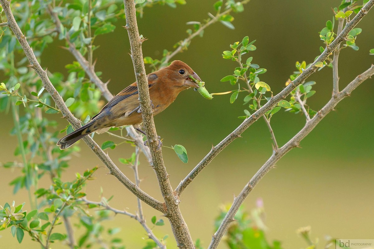 Blue Grosbeak - ML533742621