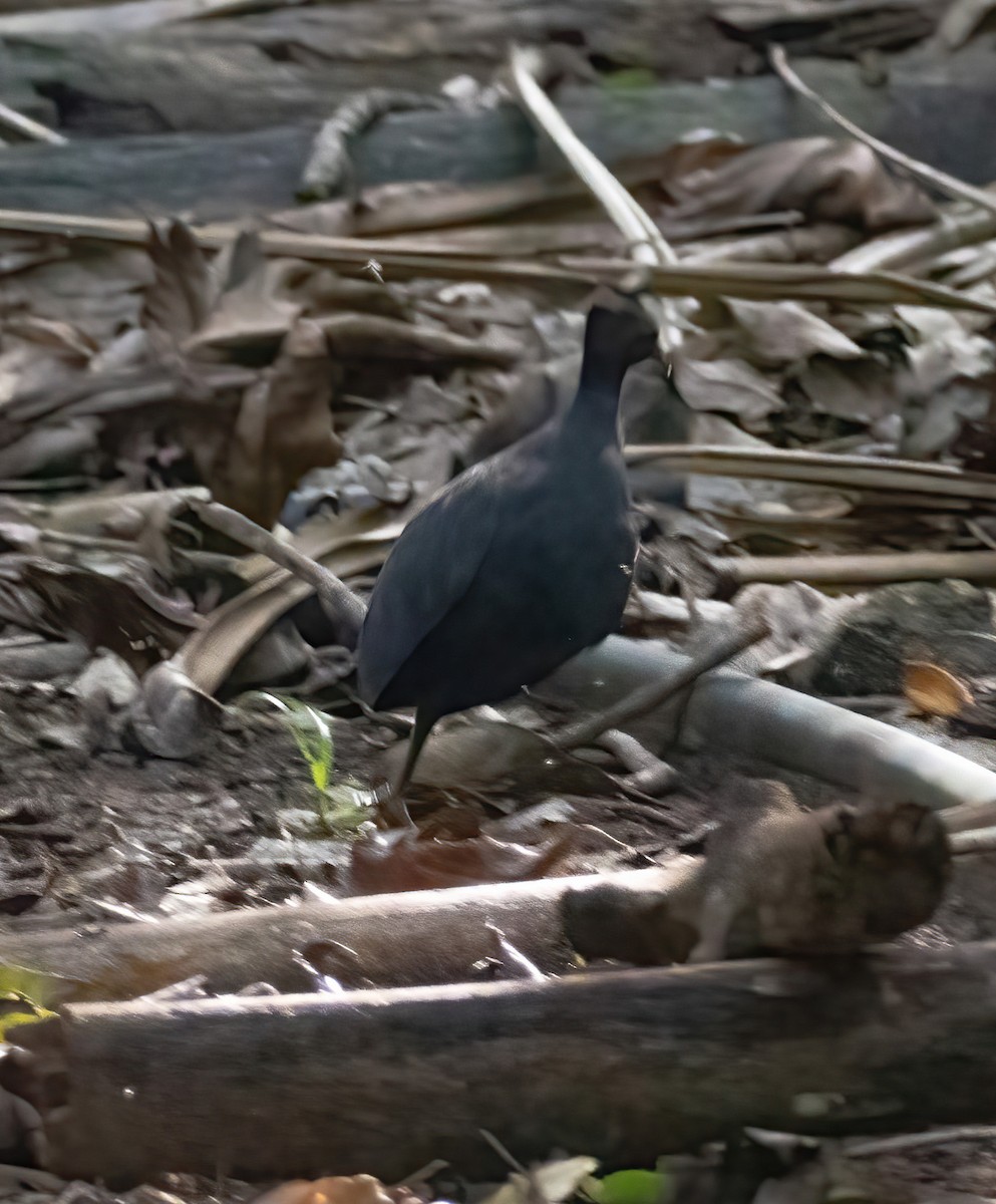 Dusky Megapode (Dusky) - David Hoar