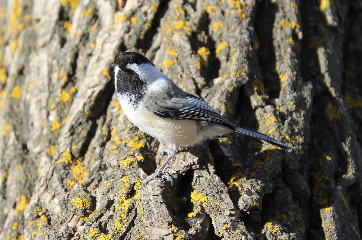 Black-capped Chickadee - Elaine Cassidy