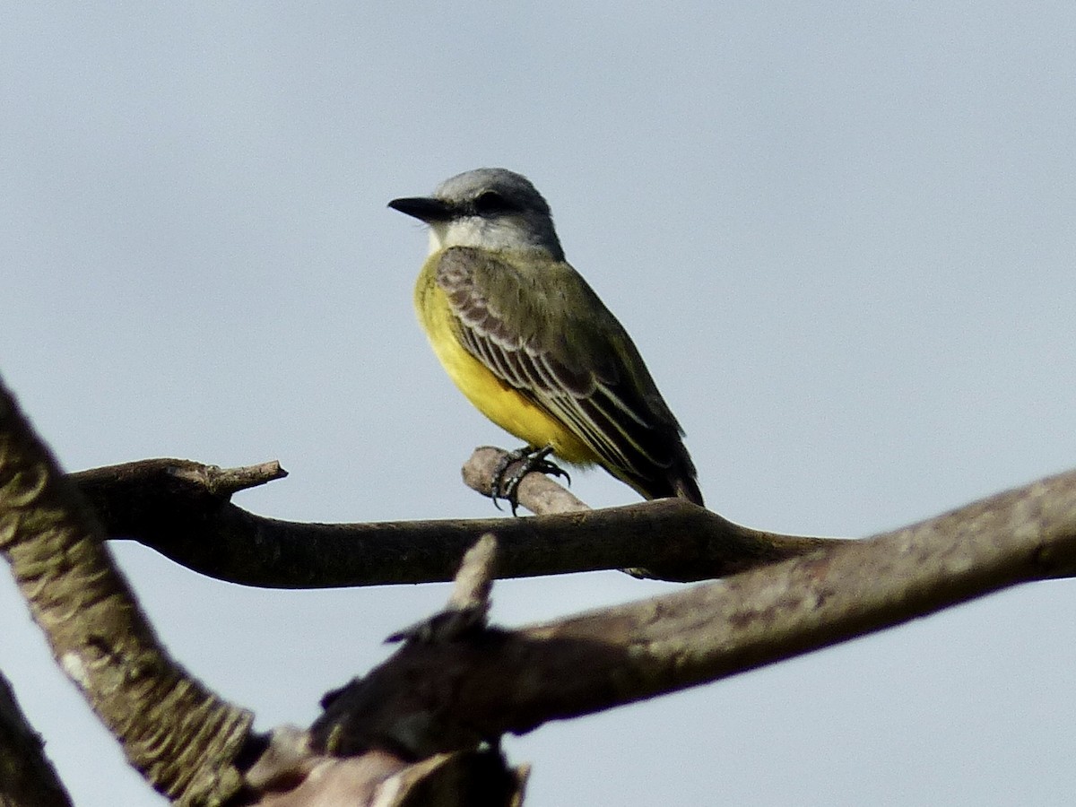 Tropical Kingbird - ML533747701