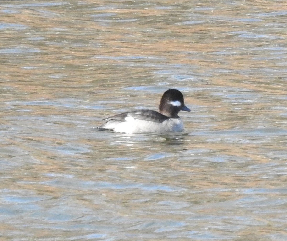 Bufflehead - ML533747951