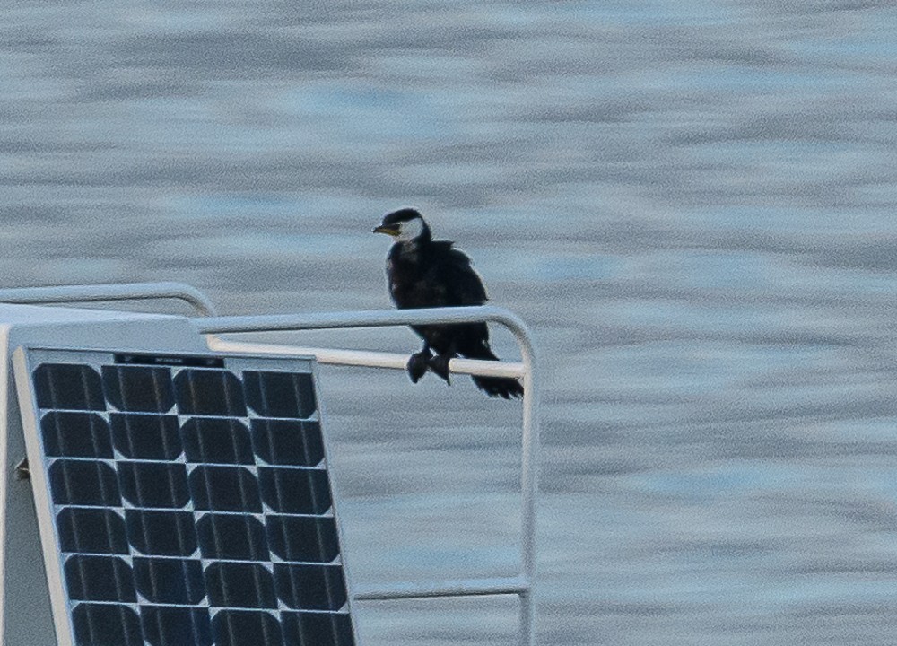 Little Pied Cormorant - ML533748201