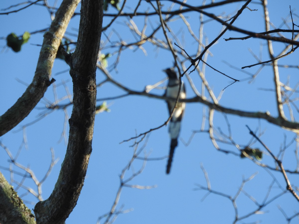 Black-throated Magpie-Jay - ML533748221