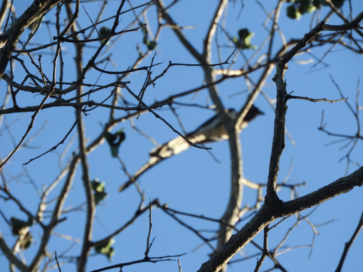 Black-throated Magpie-Jay - ML533748231