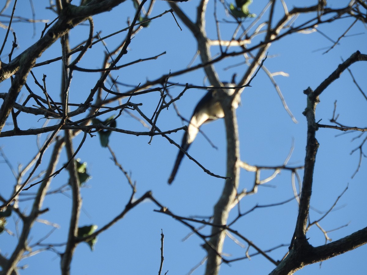 Black-throated Magpie-Jay - ML533748241