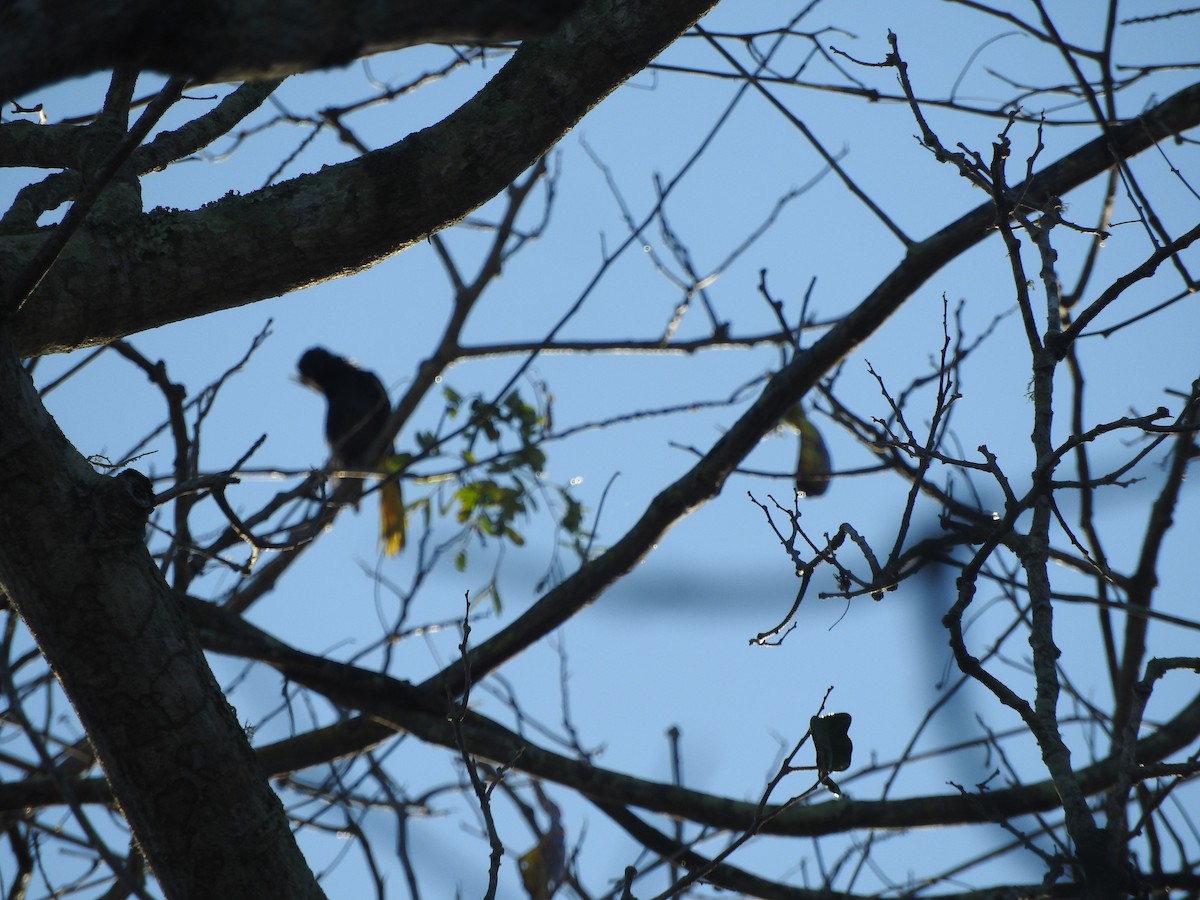 Yellow-winged Cacique - ML533748311