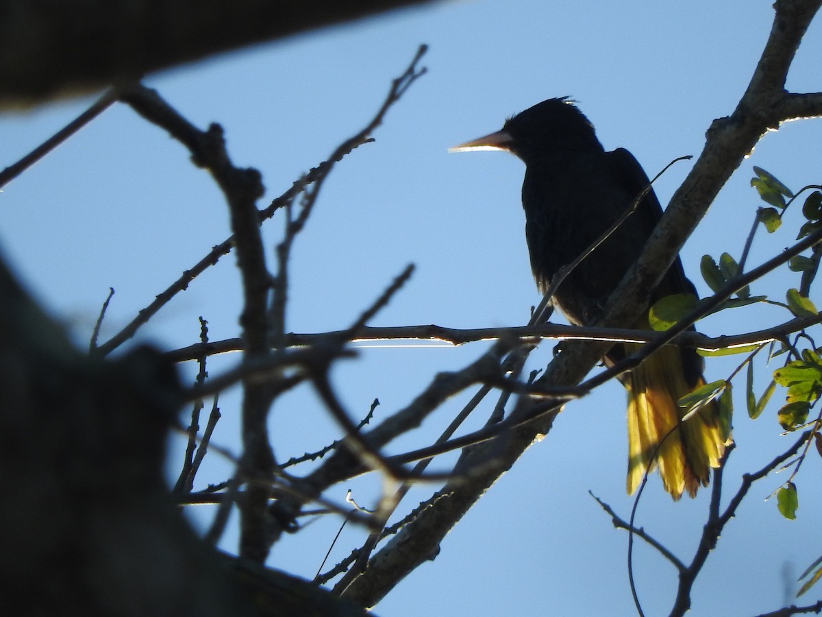Yellow-winged Cacique - ML533748331