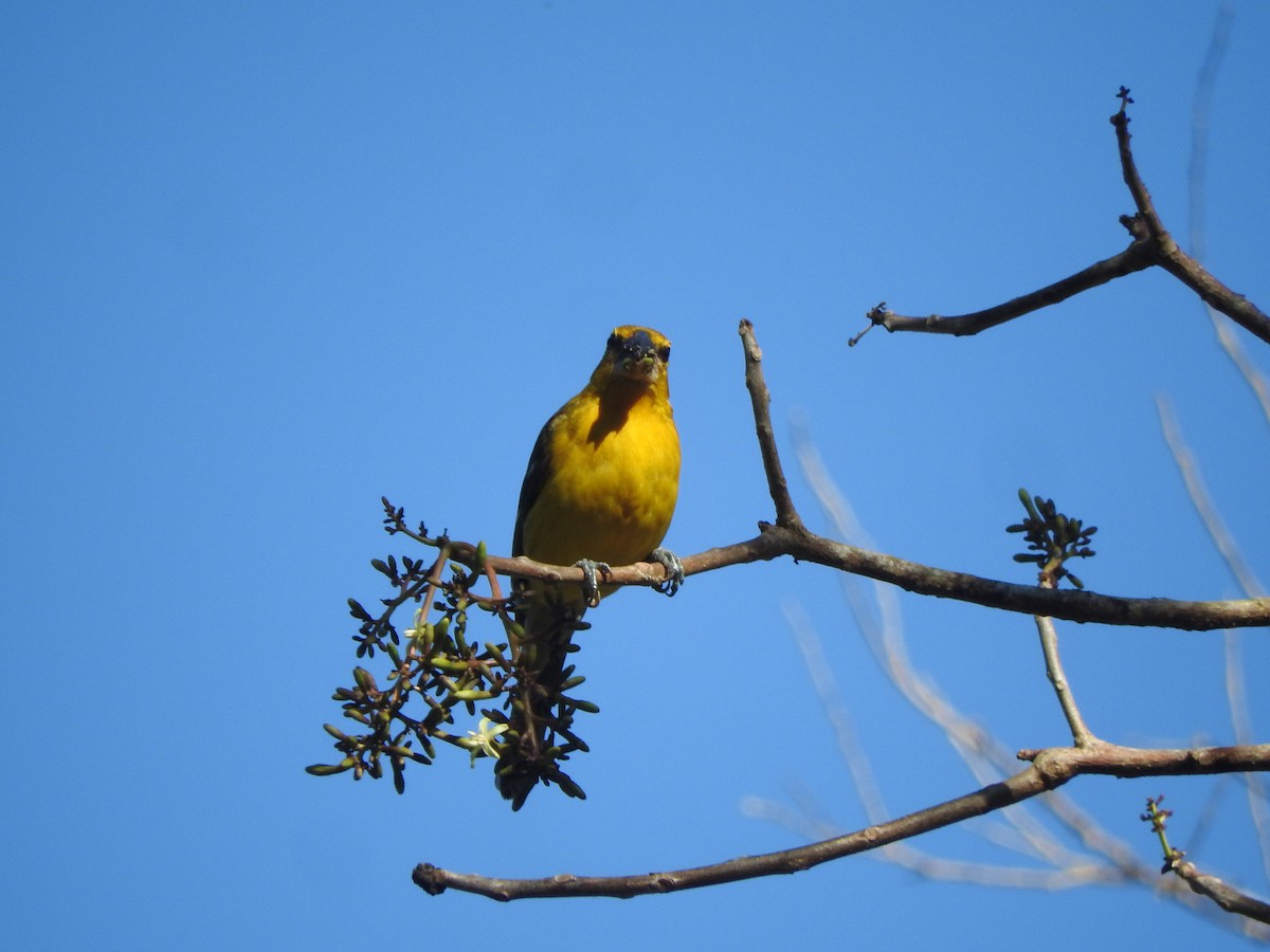 Yellow Grosbeak - Luis  Morales