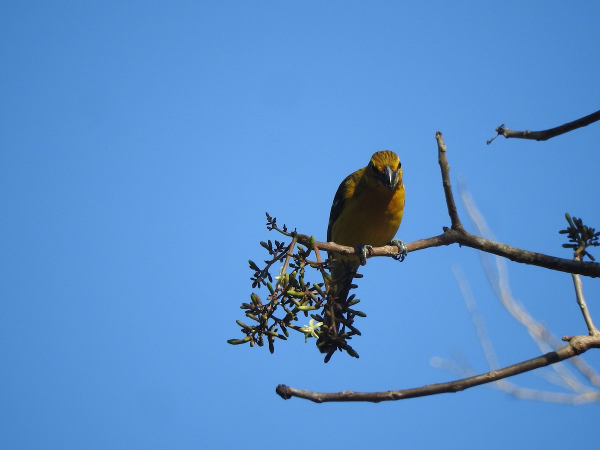 Yellow Grosbeak - Luis  Morales