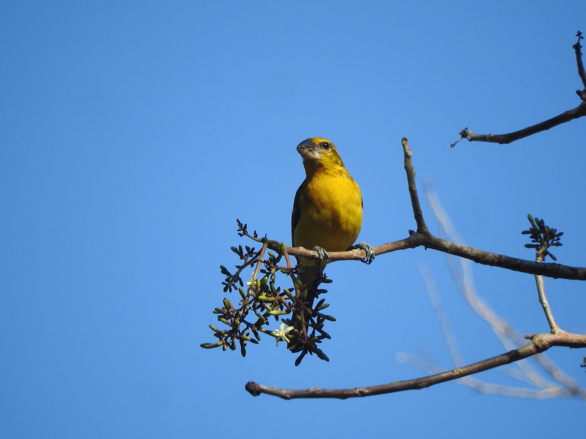 Picogrueso Amarillo - ML533748911