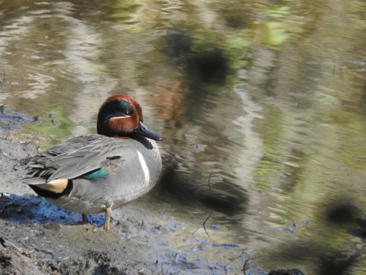 Green-winged Teal - ML533749031