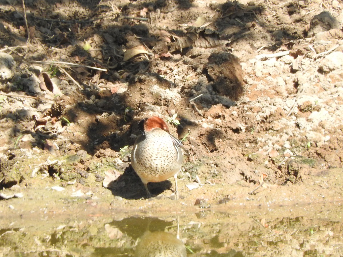 Green-winged Teal - ML533749051