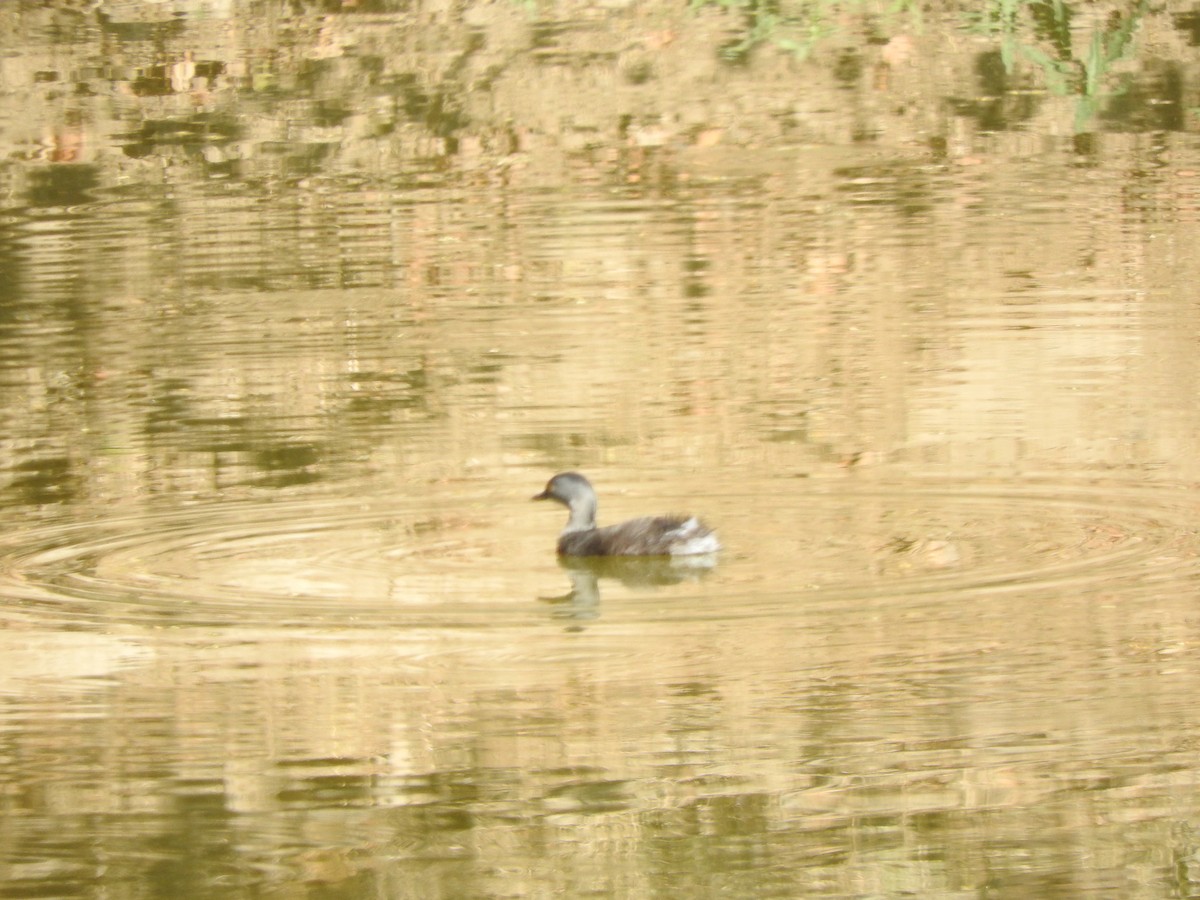 Least Grebe - ML533749131