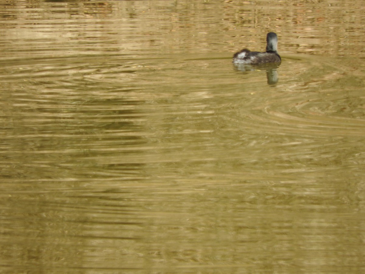 Least Grebe - ML533749141