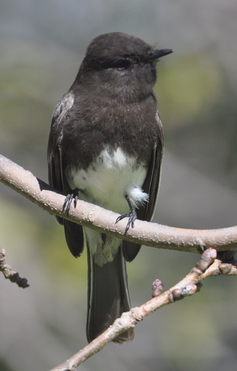 Black Phoebe - ML533750791