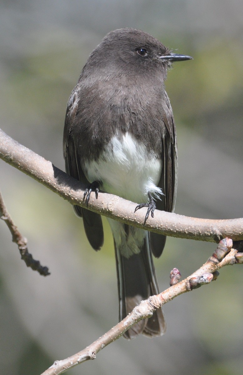 Black Phoebe - ML533750801