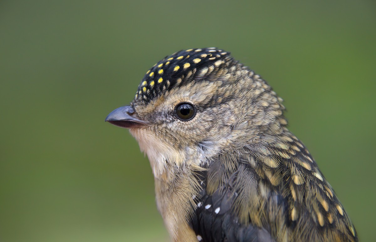 Spotted Pardalote - ML533750871