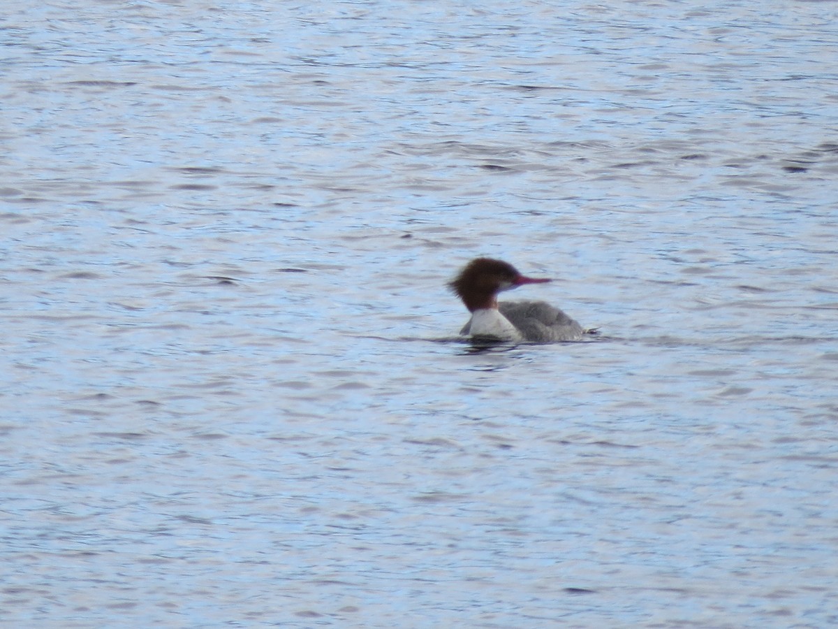 Common Merganser - ML533751111