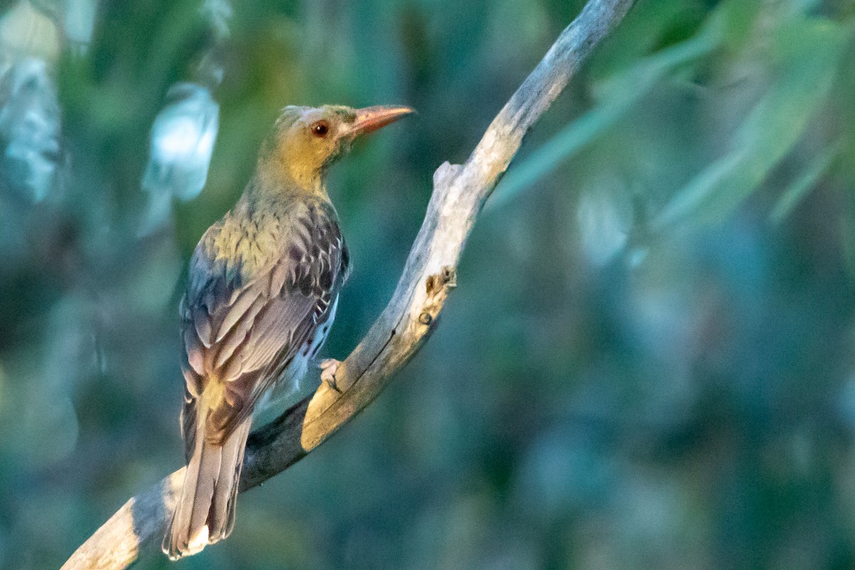 Olive-backed Oriole - ML533751781