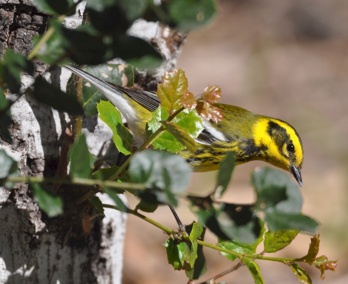 Townsend's Warbler - ML533751821