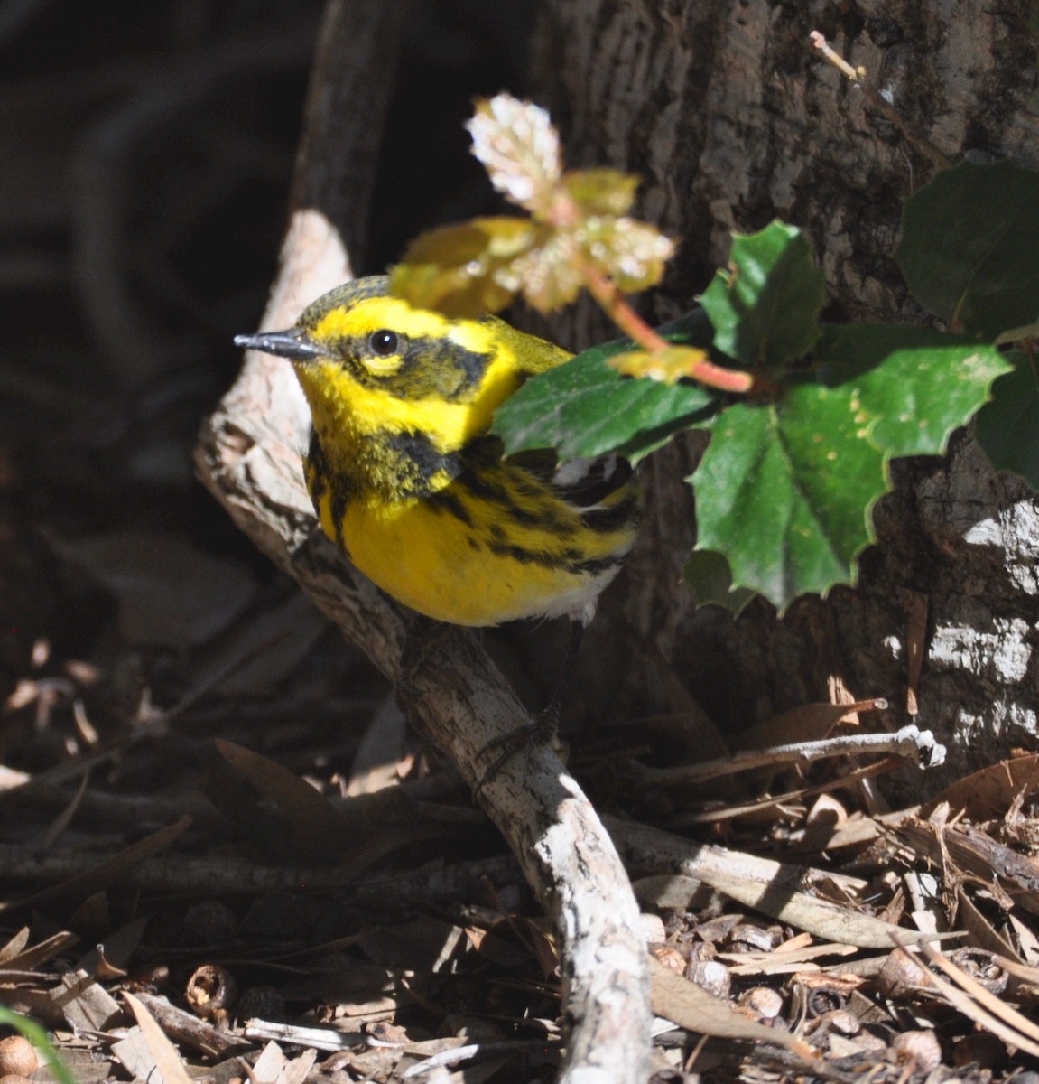 Townsend's Warbler - ML533751841