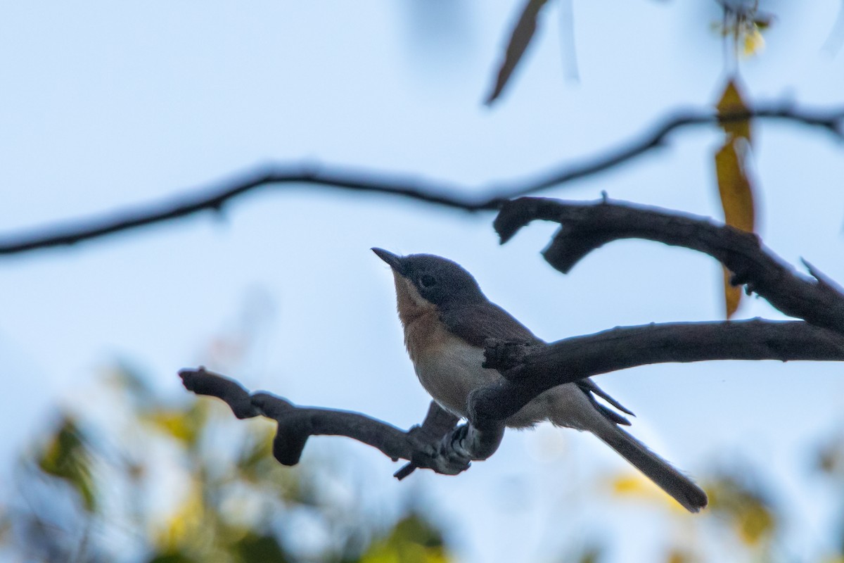 Leaden Flycatcher - ML533752181