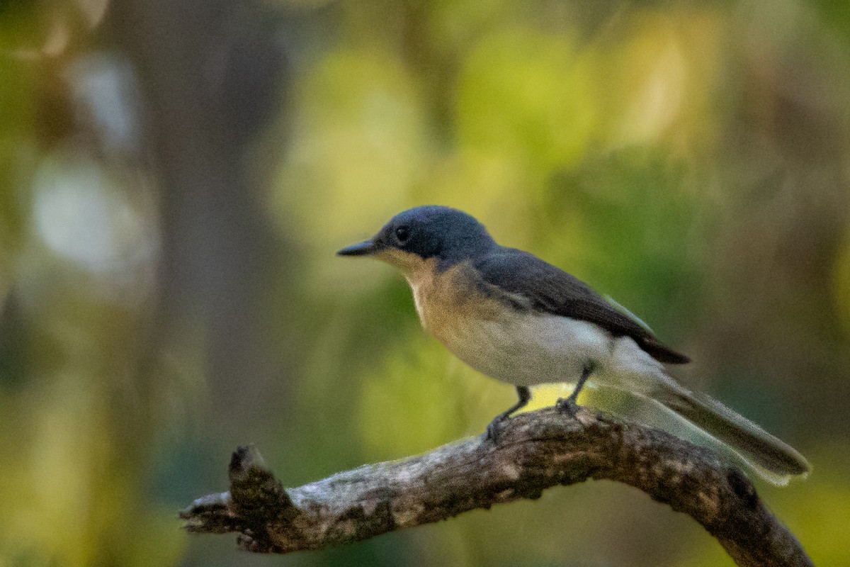 Leaden Flycatcher - Matt Turtles