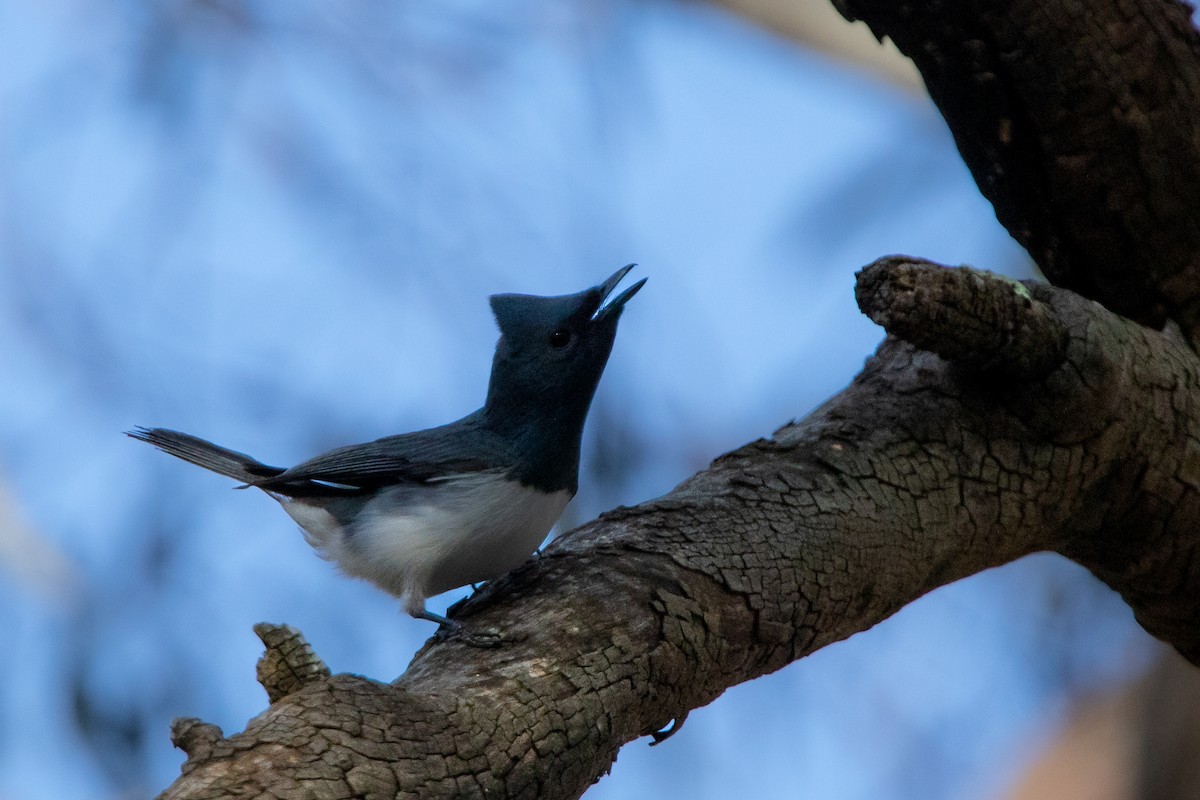 Leaden Flycatcher - ML533752211