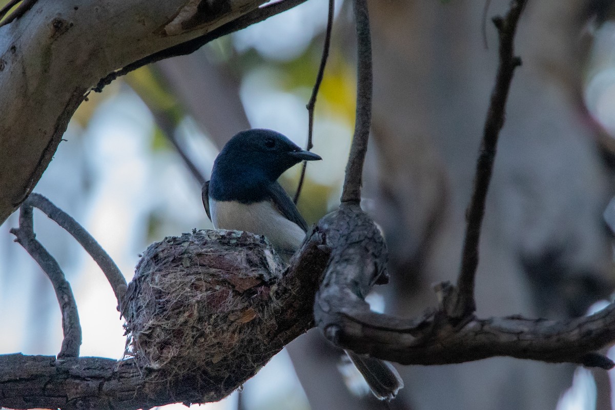 Leaden Flycatcher - ML533752221