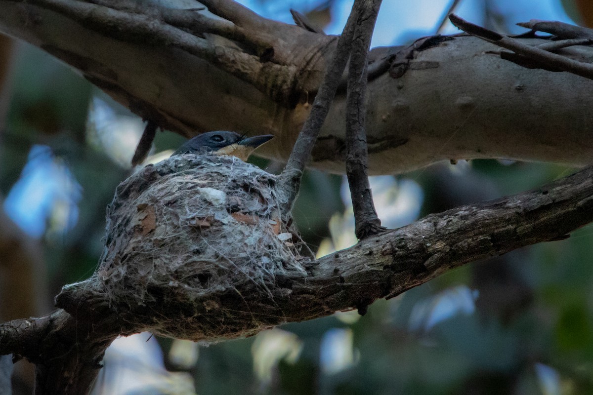 Leaden Flycatcher - ML533752231