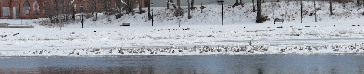 Herring Gull - ML533752551