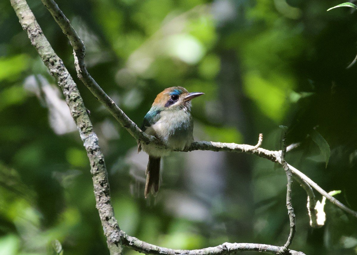 Tody Motmot - ML533753271