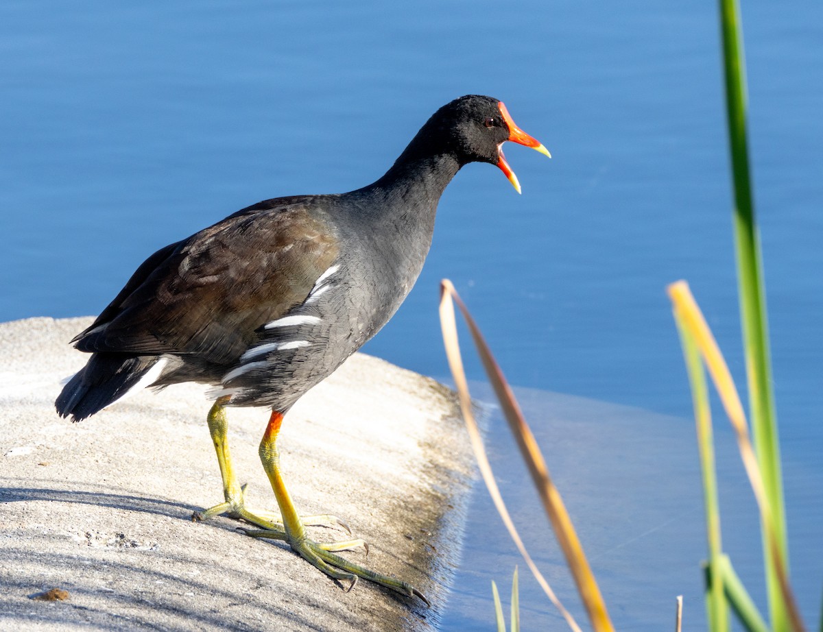 Gallinule d'Amérique - ML533753591