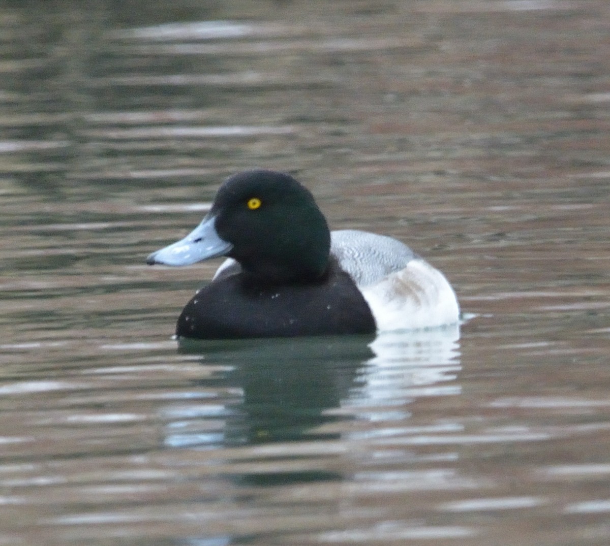 Greater Scaup - ML533753821