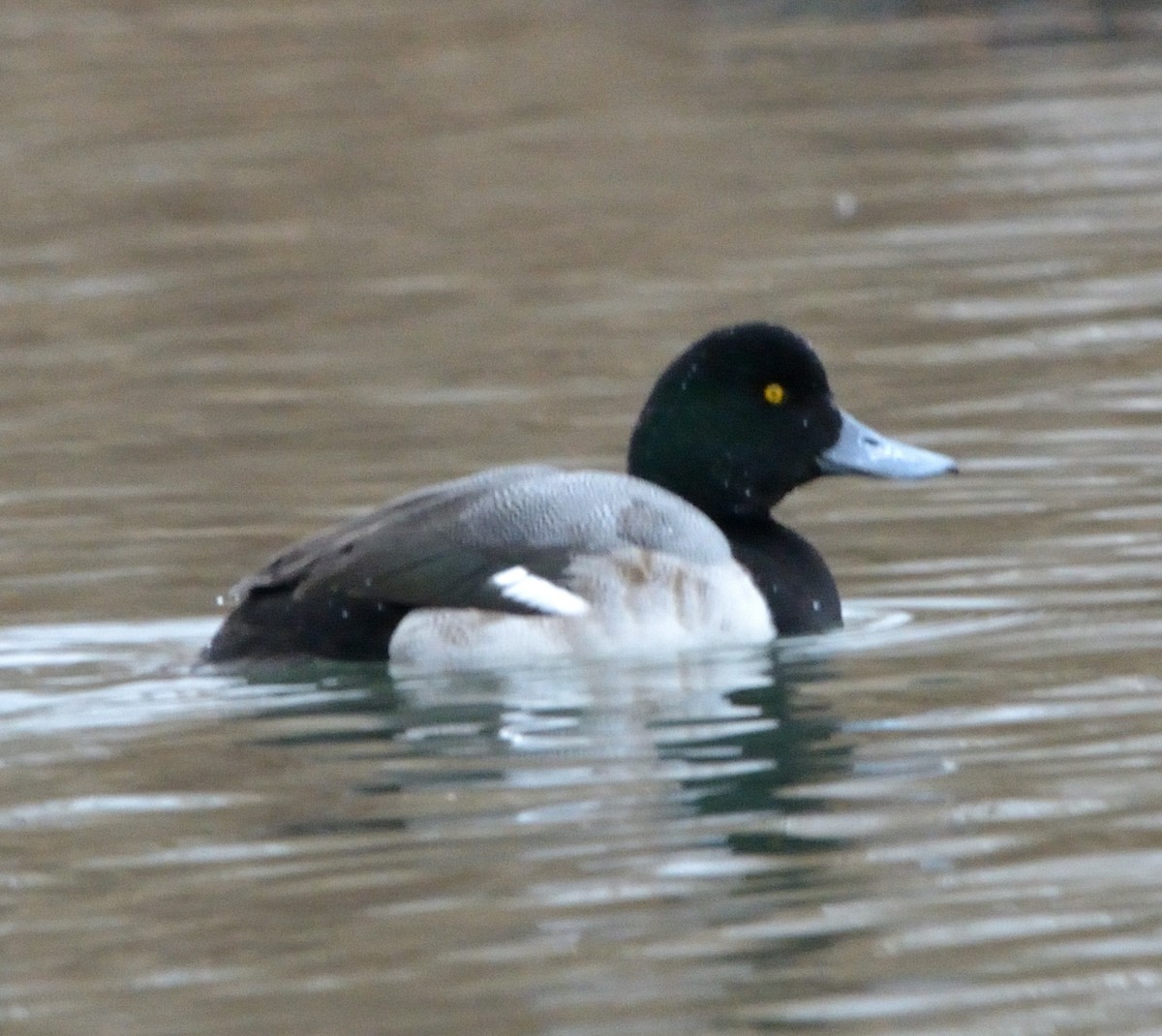 Greater Scaup - ML533753831