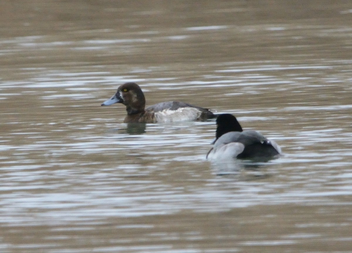 Greater Scaup - ML533753841