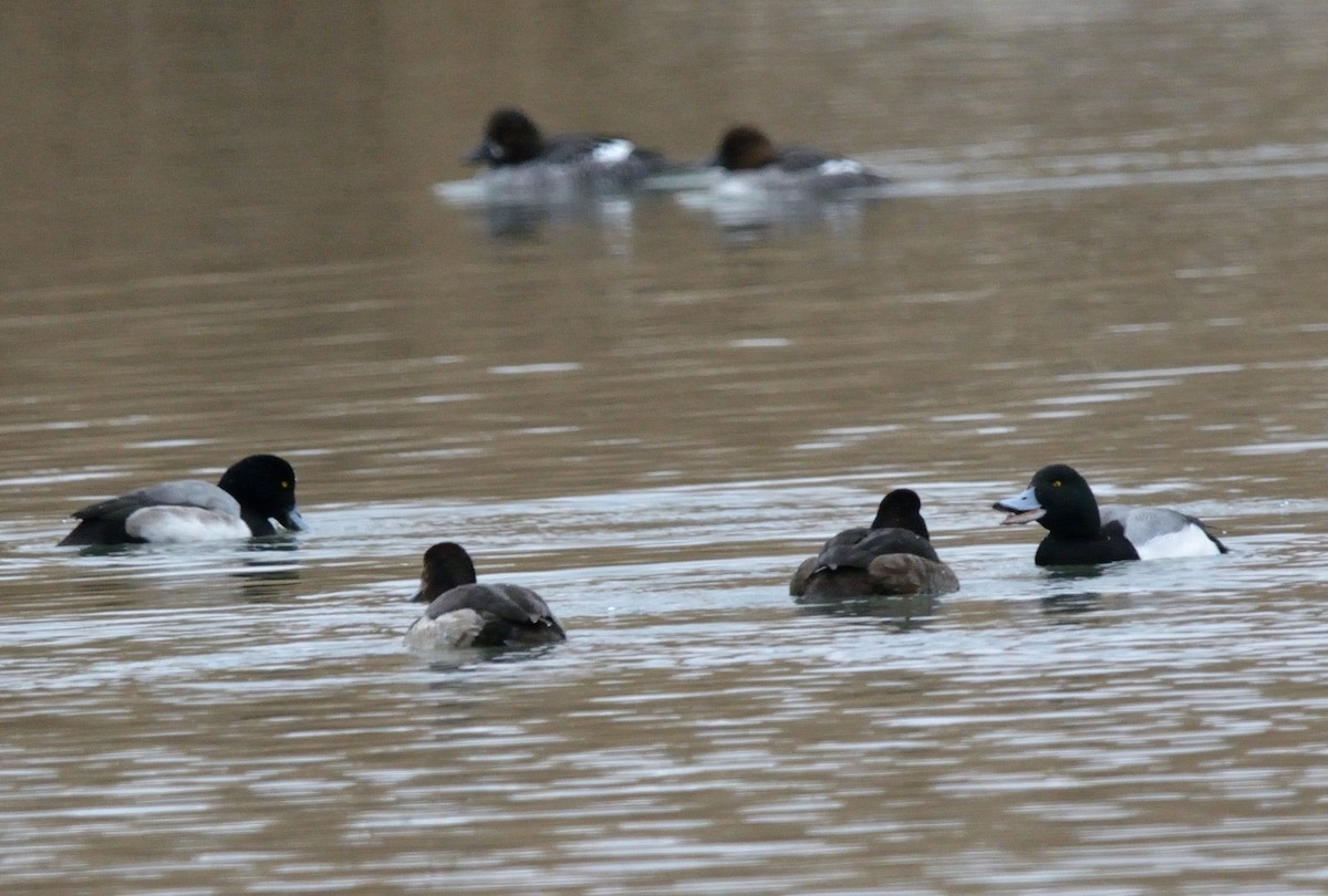 Greater Scaup - ML533753871