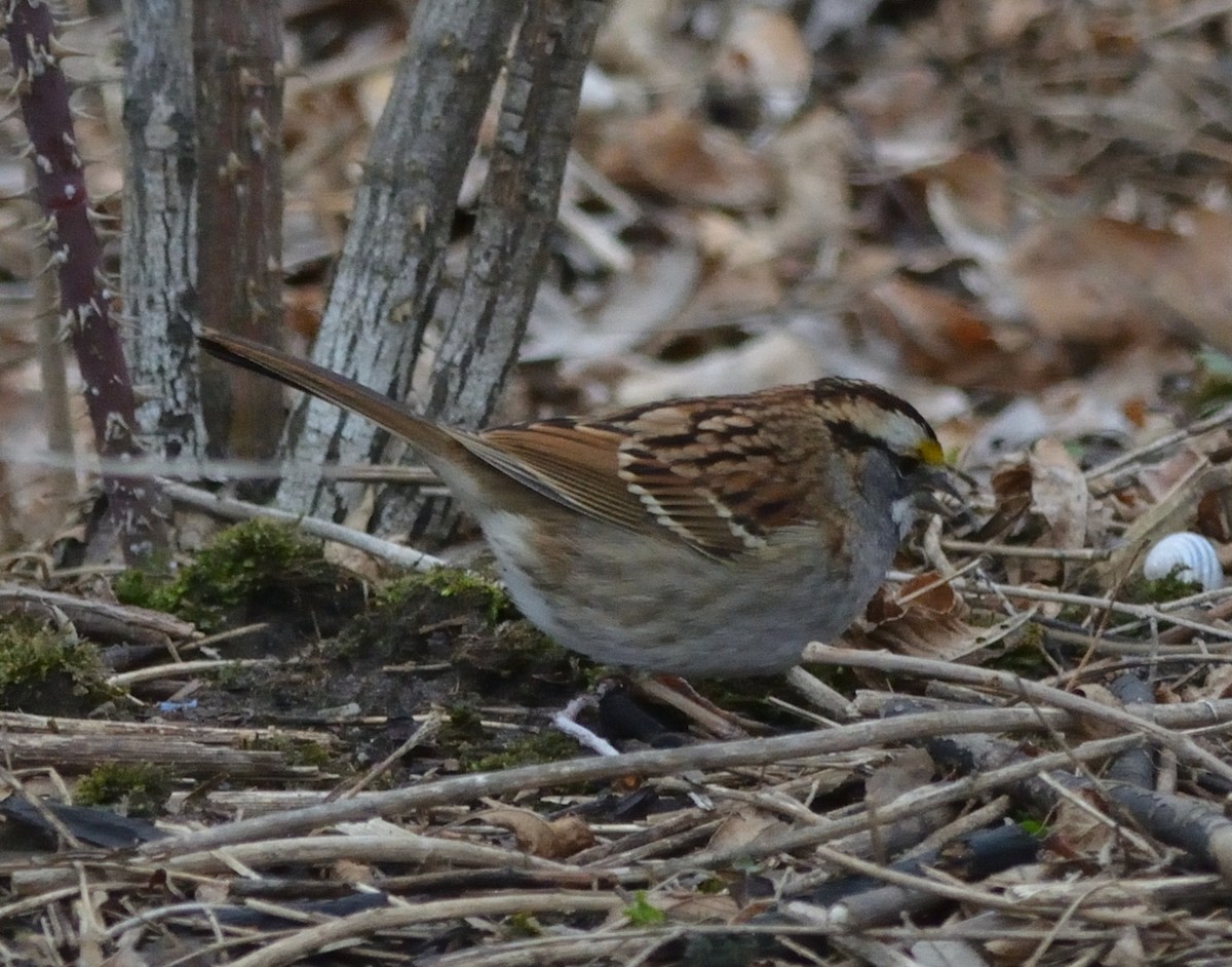 White-throated Sparrow - ML533754581