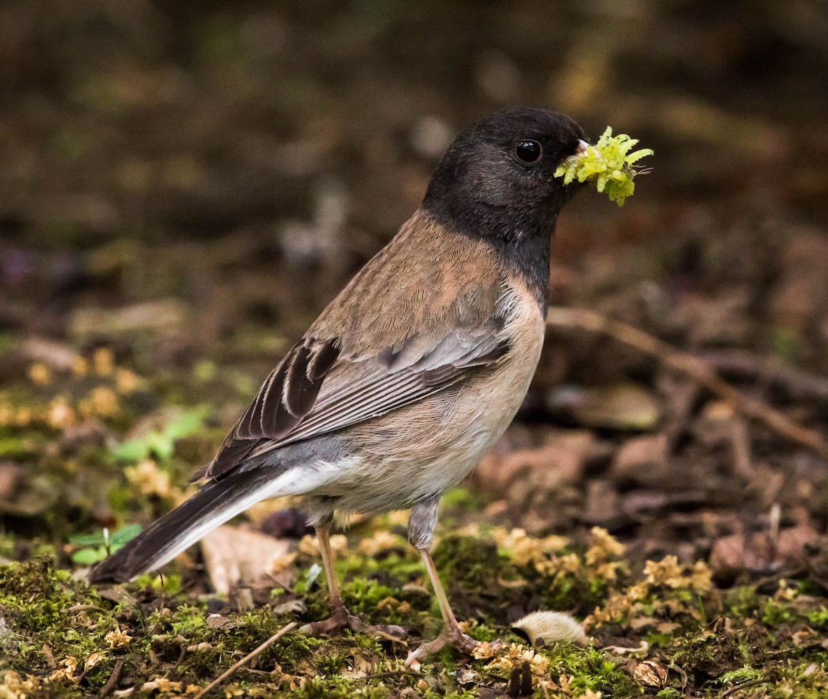 Junco Ojioscuro - ML533755041