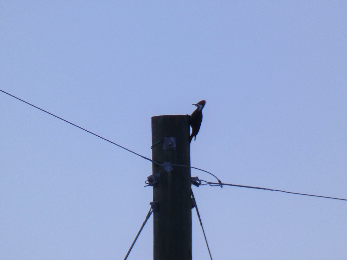 Pileated Woodpecker - ML533757151
